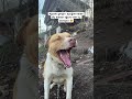 #köpek #keşfet #animals #dişhekimi #doktor #mizah #komik #viral