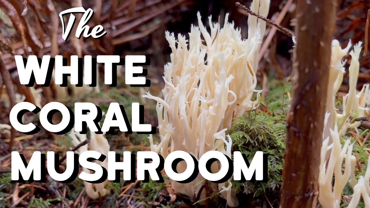 White Coral Mushroom (Clavulina coralloides) w/ Helminthosphaeria clavariarum