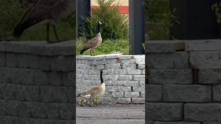 Rockford IL Geese lead Hatchlings out of nest #geese #babies #nature #wildlife #shorts #fyp