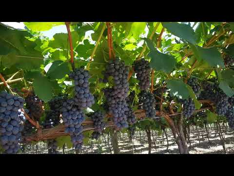 Vídeo: Como Amarrar Uvas? 18 Fotos Qual A Maneira Certa De Amarrar Uvas Jovens No País No Primeiro Ano? Métodos De Liga Na Primavera E Outros Períodos