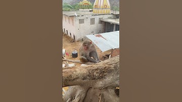 bhole ka pujari // #song #punjabisong #newsong #punjabimusic #love #automobile #sedmeenageet #comedy