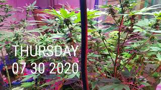 Master grower Andrew Morales
