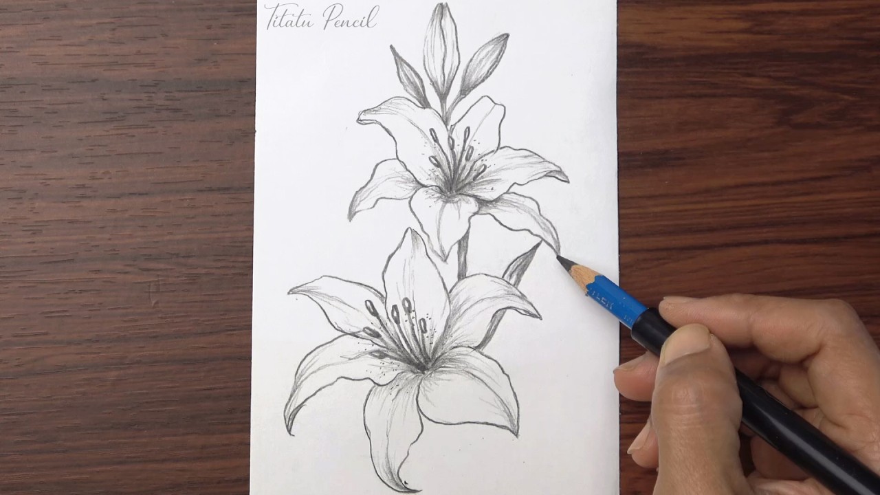 How to Draw Lily Flower Step by Step | Pencil Drawing