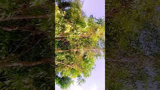 #viral vlog #shortvideo