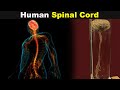 How Spinal Cord Works? | Spinal Cord Structure And Function (Urdu/Hindi)