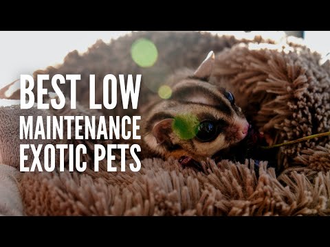 Video: 3 av de beste små eksotiske kjæledyr å eie