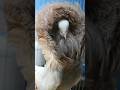 Top 5 Jacobin pigeon 🕊️🔥||fancy pigeons #attitude #youtubeshorts #trending #kabutar #shortvideo🕊️😘