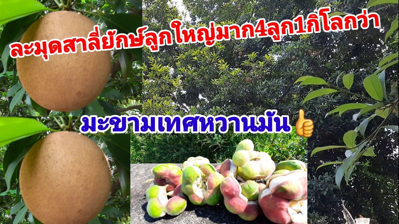 EP.81พามาเก็บละมุดสาลี่ยักษ์ ลูกใหญ่มาก 4ลูก1กิโลกว่า👍