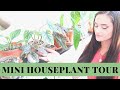 HOUSEPLANT TOUR | DINING ROOM HOUSPLANT TOUR | NEW PLANTS | NEW PLANT SHELF | Houseplant Haul