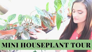 HOUSEPLANT TOUR | DINING ROOM HOUSPLANT TOUR | NEW PLANTS | NEW PLANT SHELF | Houseplant Haul