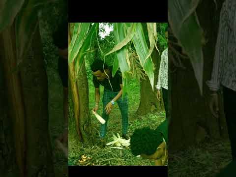 Oromiyaa Biyyakoo Biyya Dammaf Ananii