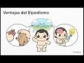 La Aventura de la Hominización (Resumen escolar)