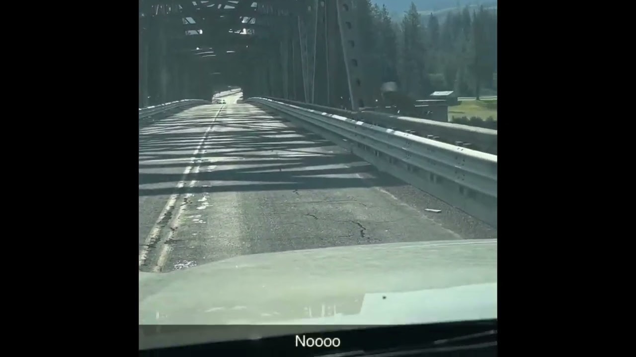 Deer Jumps off Bridge into the Columbia River.