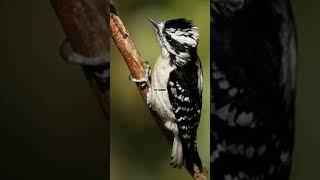 Download Lagu suara pikat burung pelatuk.. #suarapikat #pikatburcil #pelatukgacor #kutilangribut MP3