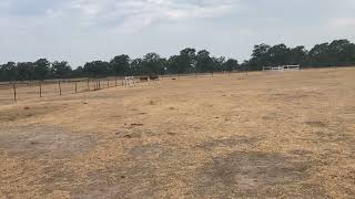 Rio calmly working cattle in the arena. by Joe Sheeran 77 views 7 months ago 3 minutes, 22 seconds