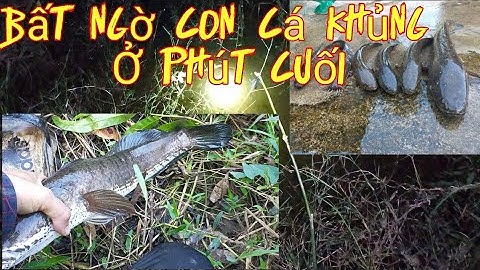 Cắm Câu Cá Lóc Bằng Mồi Nhái Sống , Cái Kết Bất Ngờ Ở Phút Cuối | Săn Bắt 79