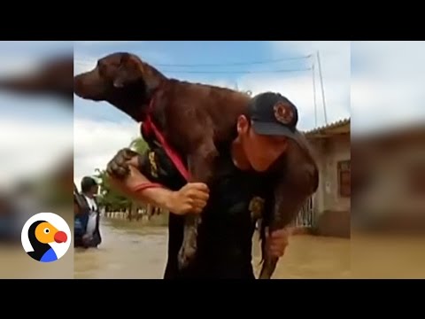 the dodo lashes Animals Saved From Peru Floods | The Dodo