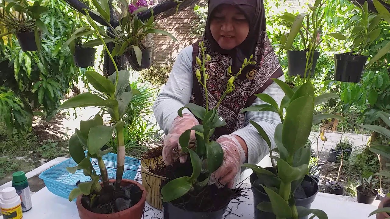 Cara menanam anggrek Dendrobium dengan beberapa media 
