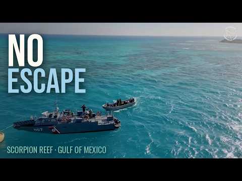 Illegal Harvest of Pink Conch Stopped at Scorpion Reef