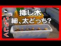 【いちじくの挿し木】初心者の疑問 安心できるより良い太さはどのくらいなのか