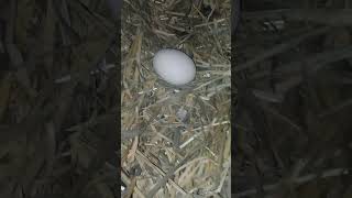 evening egg collection.27.05.26