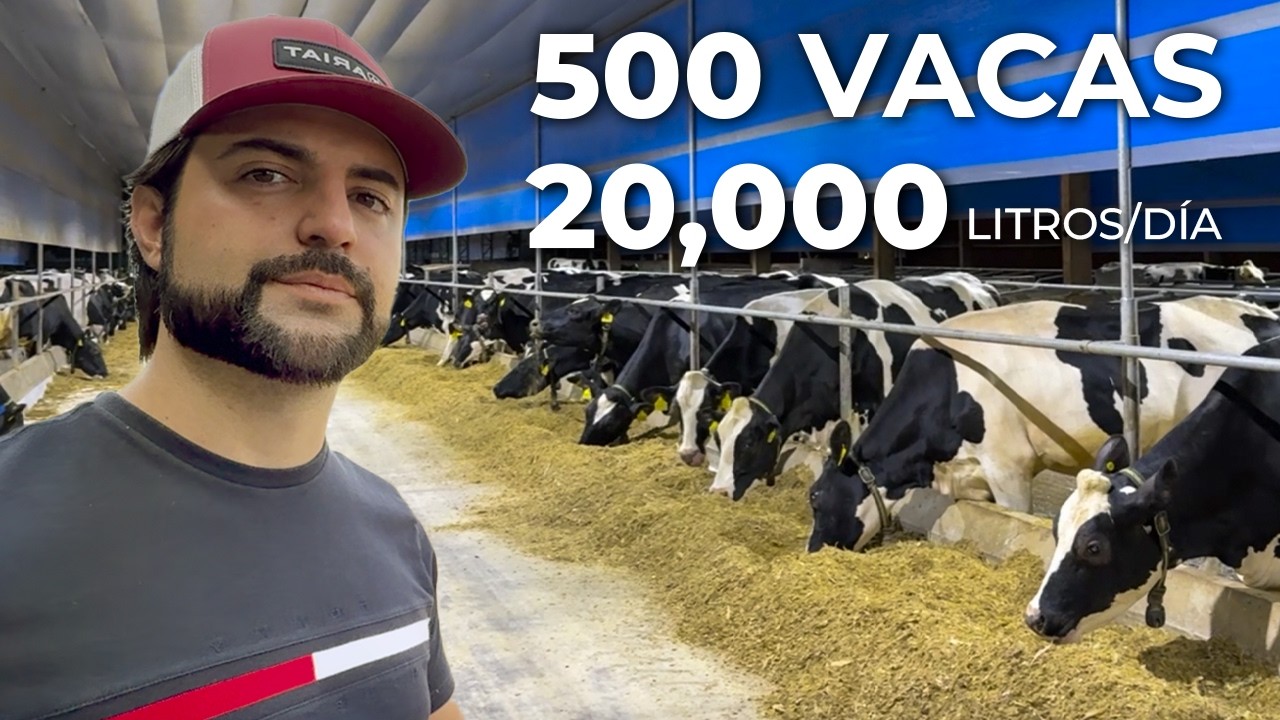 20 MIL LITROS DE LECHE POR DÍA, 500 VACAS EN LACTANCIA | Fazenda Querência do Guaçu 🇧🇷