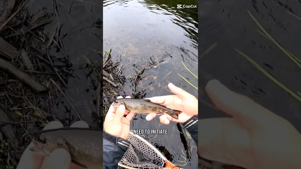 Brook trout fishing 🎣 New Brunswick Canada 🇨🇦 shorts troutfishing 