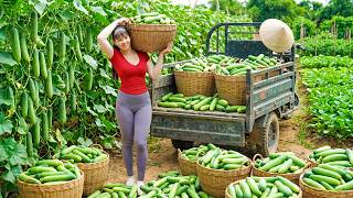 Harvesting 300kg of Fresh Cucumbers | Loaded on a 3 Wheel Truck to Sell at a Rural Market