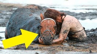 Ее Конь тонул в грязи и не мог выбраться  Хозяйка животного боролась за его жизнь 3 часа    До слез