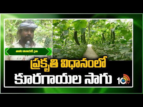 ప్రకృతి విధానంలో కూరగాయల సాగు | Natural Vegetable Farming | Matti Manishi | 10TVAgri