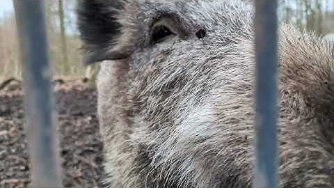 4k 60 on the Pixel 9a on a grey day (+ makro video samples)