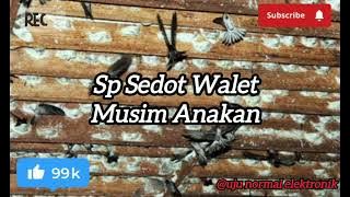 Suara Walet ‼️ SP Sedot Walet Musim anakan