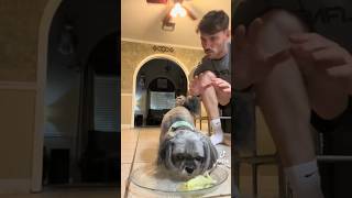 This video is 2 funny #fypシ゚viralvideo #puppy