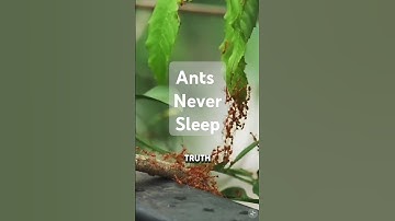 Do Ants Really Never Sleep? The Surprising Truth! #facts #biology #educationalvideo