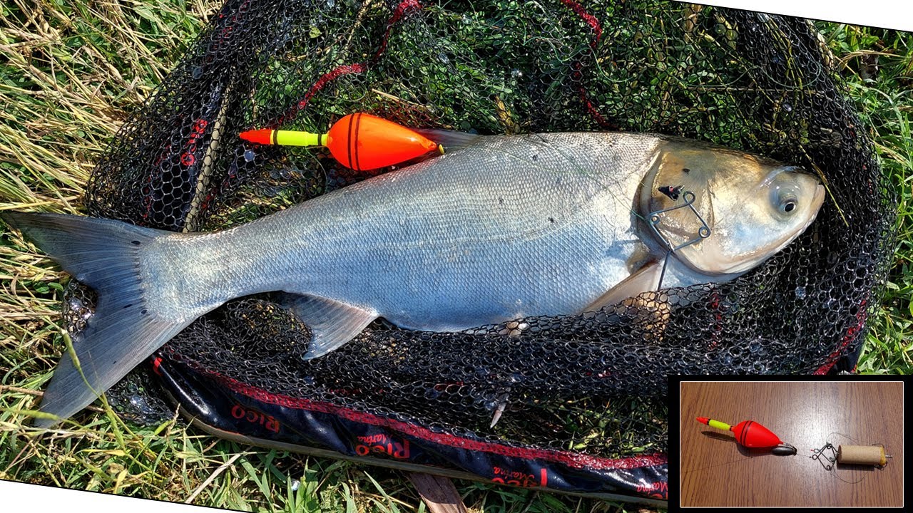 Как сделать систему для ловли толстолобика (Система для ловли азиатского карпа на технопланктон)