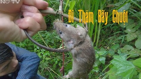 Đi thăm bẫy chuột-Lên núi kiếm đặc sản của núi rừng miền bắc-chuột rừng-Nờ TV