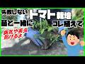 トマト栽培|一緒に植えるだけで病気や害虫に強くなる