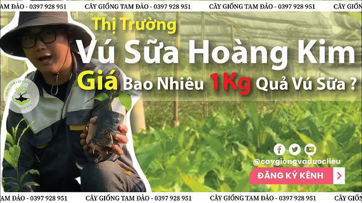 Quả vú sữa bao nhiêu tiền một kg năm 2024