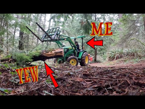 Salvaging And Milling A PACIFIC YEW Log From My Property