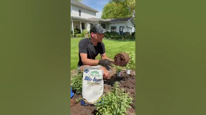 The best way to plant a perennial #shorts - DayDayNews
