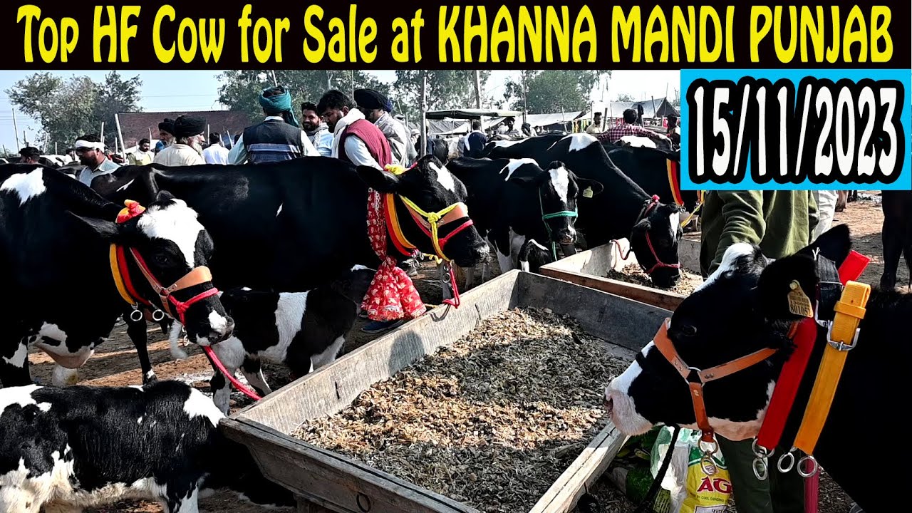 Anand dairy farm Morinda Punjab II HF Cow for Sale YouTube