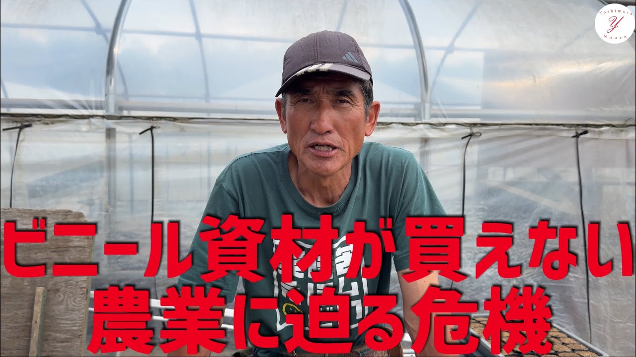 【いちご栽培】ナフサ高騰で農業に異変！ビニール資材が手に入らない