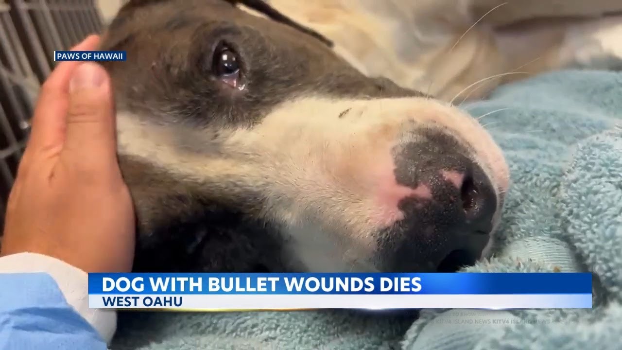 Dog found suffering from gunshot wounds in Maili dies YouTube