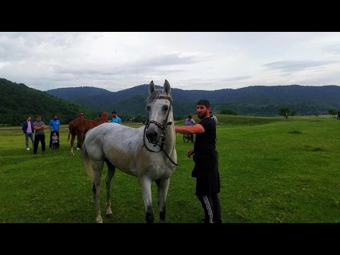 Самый быстрый Конь в панкиси / ყველაზე სწრაფი ცხენი პანკისში