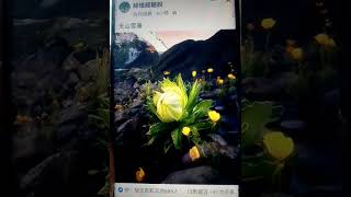 #天山雪蓮 #臉書元宇宙分享#plant#flower 20230120(1)