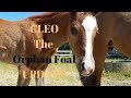 Cleo the Orphan Foal - Says goodbye to her Foster Mum