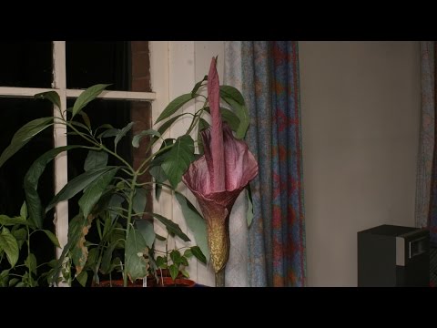 Video: Amorphophallus Konjak (24 Fotot): Reeglid Kodus Lille Eest Hoolitsemiseks. Millised Probleemid Võivad Kasvamisel Tekkida?