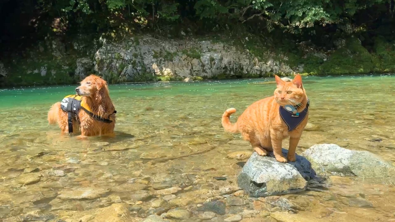 【猫キャンセル界隈】川遊びに慣れ過ぎた愛猫の姿が信じられないw