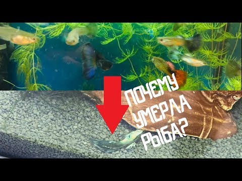 СНИМАЛА ЖИЗНЬ АКВАРИУМА В ТЕЧЕНИЕ ПОЛУГОДА/КАК ЖИВУТ АКВАРИУМНЫЕ РЫБКИ У МЕНЯ ДОМА/РАЗВЕДЕНИЕ ГУППИ