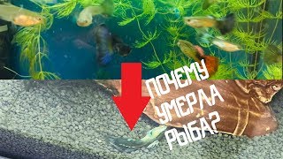 СНИМАЛА ЖИЗНЬ АКВАРИУМА В ТЕЧЕНИЕ ПОЛУГОДА/КАК ЖИВУТ АКВАРИУМНЫЕ РЫБКИ У МЕНЯ ДОМА/РАЗВЕДЕНИЕ ГУППИ СНИМАЛА ЖИЗНЬ АКВАРИУМА В ТЕЧЕНИЕ ПОЛУГОДА/КАК ЖИВУТ АКВАРИУМНЫЕ РЫБКИ У МЕНЯ ДОМА/РАЗВЕДЕНИЕ ГУППИ
